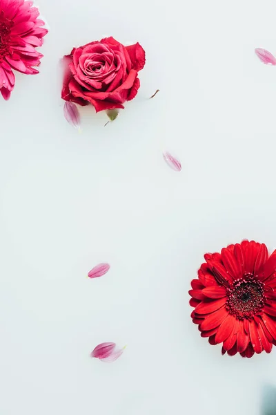 Вид сверху на красивые цветы герберы и розы в молоке — стоковое фото