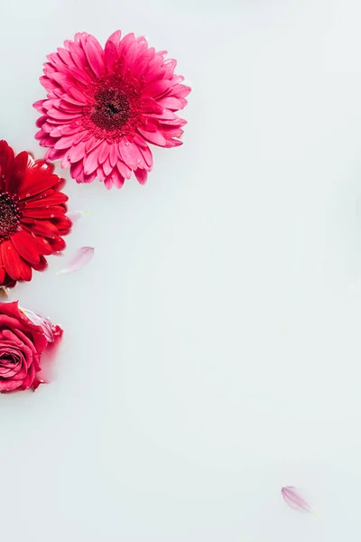 Draufsicht auf schöne Rosen- und Gerbera-Blüten in Milchkulisse — Stockfoto