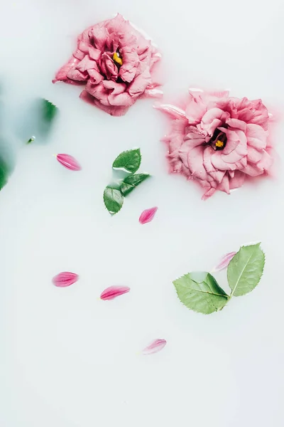 Вид зверху розставлені красиві рожеві троянди з зеленим листям в молоці — стокове фото