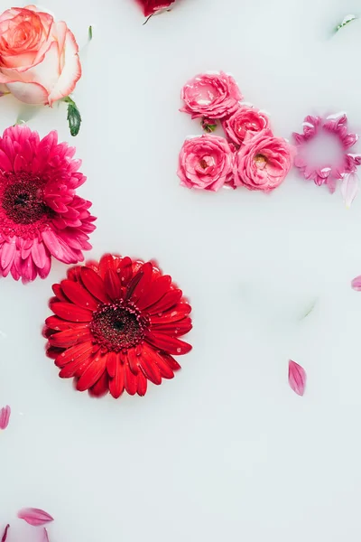 Vista superior de rosas coloridas, gerbera e flores de crisântemo no leite — Fotografia de Stock