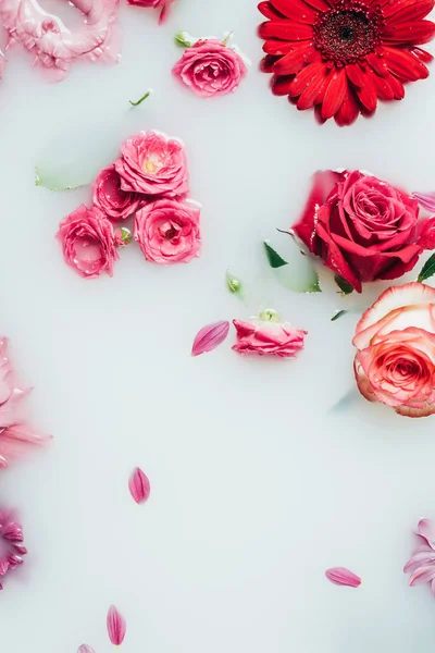 Vue de dessus de belles roses et fleurs de gerbera en toile de fond de lait — Photo de stock