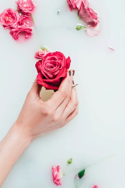 Visão parcial da mulher segurando bela rosa na mão no leite com várias flores — Fotografia de Stock