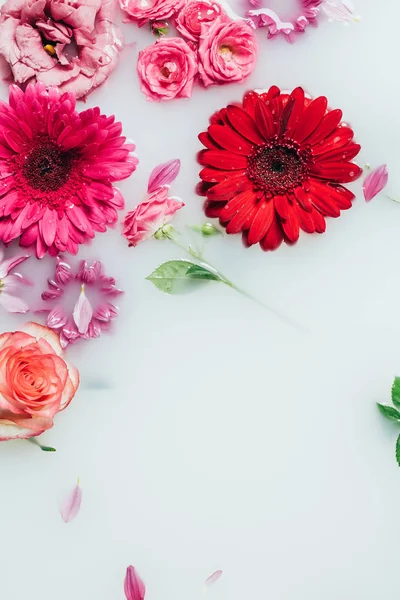 Vista superior de rosas coloridas, gerbera e flores de crisântemo no leite — Fotografia de Stock