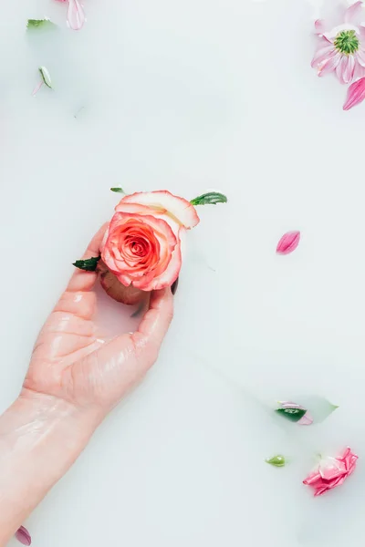 Partial view of woman holding beautiful rose in hand in milk with various flowers — Stock Photo