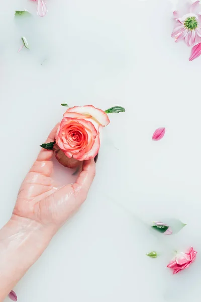 Vista parcial de la mujer sosteniendo hermosa rosa en la mano en la leche con varias flores - foto de stock