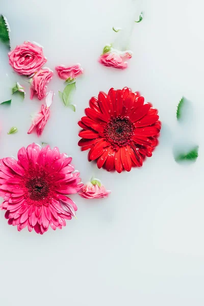 Top view of beautiful roses and gerbera flowers with green leaves in milk backdrop — Stock Photo