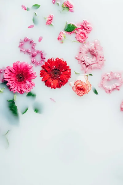 Vista superior de rosas de colores, gerberas y flores de crisantemo en la leche - foto de stock