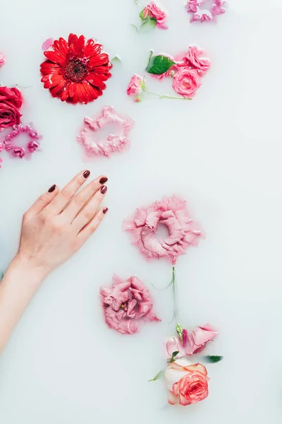 Partial view of female hand and beautiful colorful flowers in milk — Stock Photo