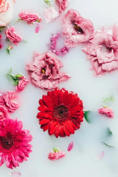 Vista superior de rosas de colores, gerberas y flores de crisantemo en la leche - foto de stock