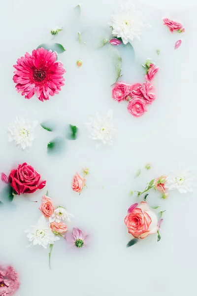 Top view of various beautiful colorful flowers in milk background — Stock Photo