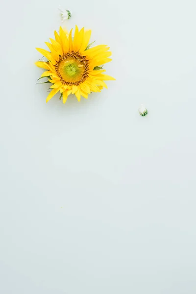 Vue du dessus du tournesol jaune en toile de fond de lait — Photo de stock