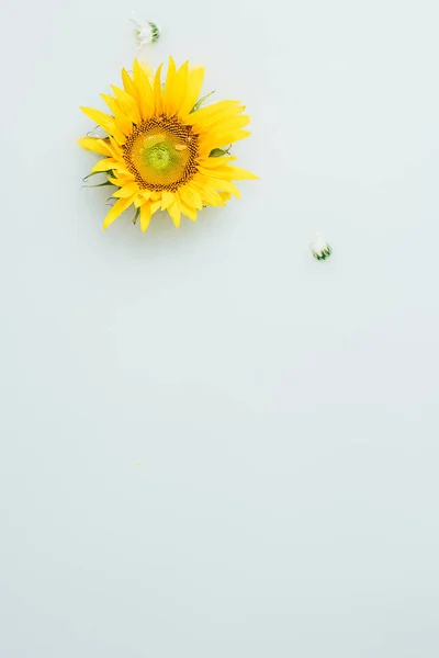Top view of yellow sunflower in milk backdrop — Stock Photo