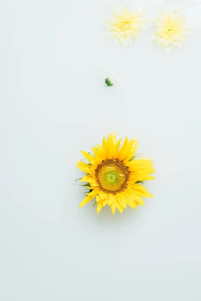 Blick von oben auf gelbe Sonnenblumen und Chrysanthemenblüten in Milch — Stockfoto