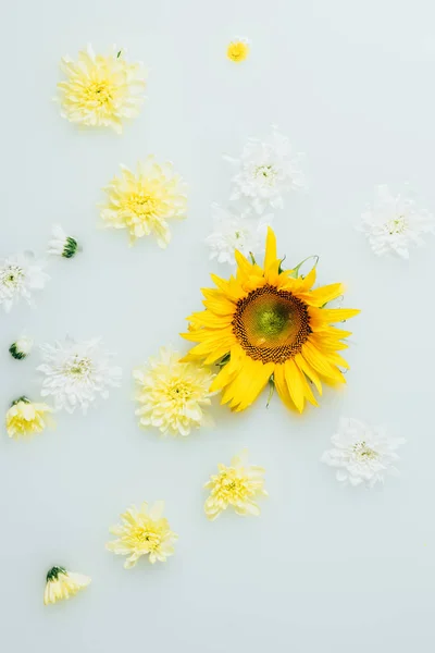 Top view of yellow sunflower and chrysanthemum flowers in milk — Stock Photo
