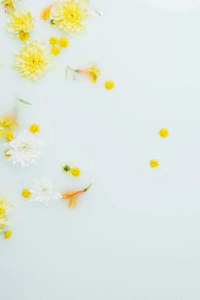 Сверху вид на желтый и белый хризантемы цветы на фоне молока — стоковое фото