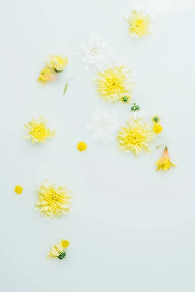 Vista dall'alto dei fiori di crisantemo gialli e bianchi sullo sfondo del latte — Foto stock