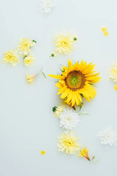 Blick von oben auf gelbe Sonnenblumen und Chrysanthemenblüten in Milch — Stockfoto