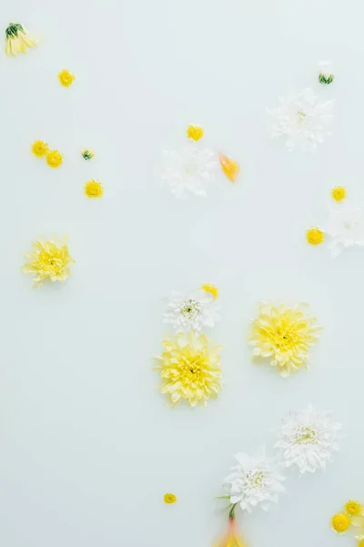 Vista dall'alto dei fiori di crisantemo gialli e bianchi sullo sfondo del latte — Foto stock