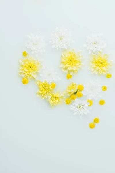 Vista superior de flores de crisântemo amarelo e branco em fundo de leite — Fotografia de Stock