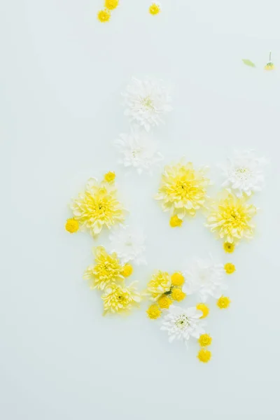 Vista dall'alto dei fiori di crisantemo gialli e bianchi sullo sfondo del latte — Foto stock