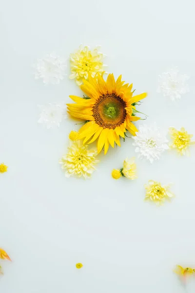 Blick von oben auf gelbe Sonnenblumen und Chrysanthemenblüten in Milch — Stockfoto