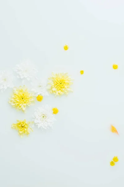 Vista superior de flores de crisantemo amarillo y blanco en el fondo de la leche - foto de stock