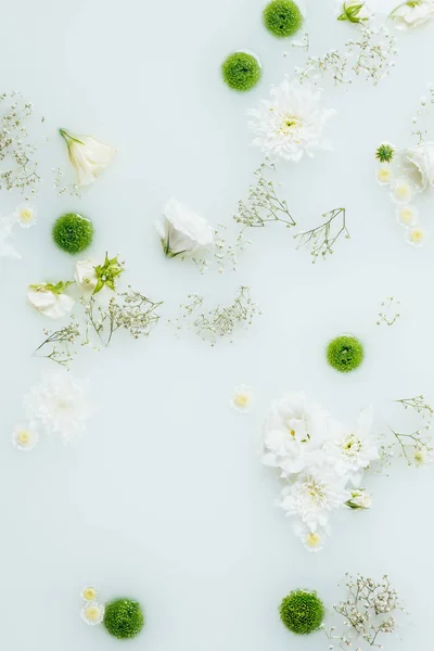 Vista superior de hermosas flores de crisantemo blanco y verde y gypsophila en leche - foto de stock