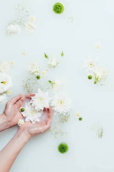 Обрізаний знімок жінки, що тримає красиві білі квіти хризантем у молоці з гіпсофілою — стокове фото