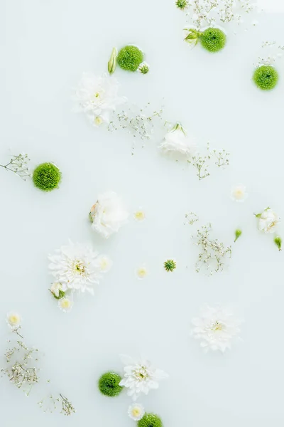 Vue de dessus de belles fleurs de chrysanthème blanc et vert et gypsophila dans le lait — Photo de stock