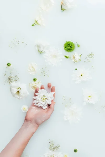 Cropped shot of woman holding beautiful white chrysanthemum flowers in milk with gypsophila — Stock Photo