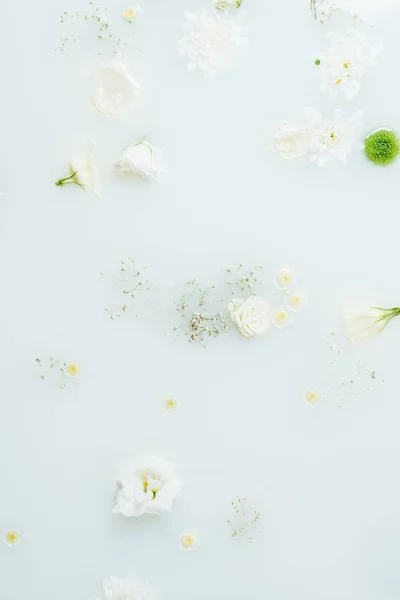 Vue de dessus de belles fleurs de chrysanthème blanc et vert et gypsophila dans le lait — Photo de stock