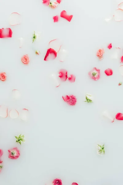 Vue de dessus de belles roses disposées et pétales dans le lait — Photo de stock