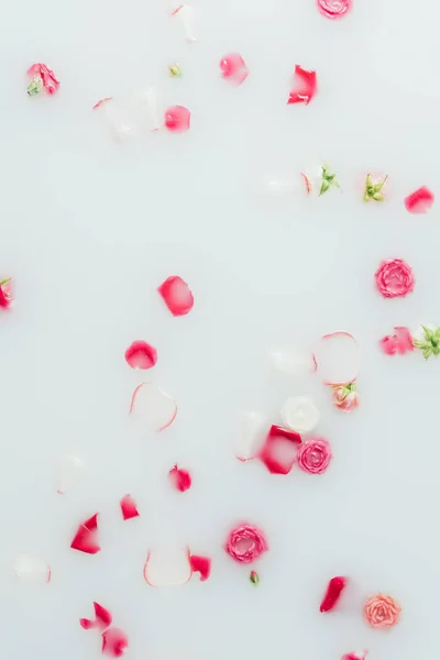 Vista superior de hermosas rosas rosadas y pétalos en el fondo de la leche - foto de stock