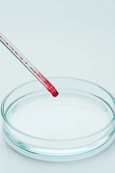 Close-up shot of pipette with blood over empty petri dish on white surface — Stock Photo