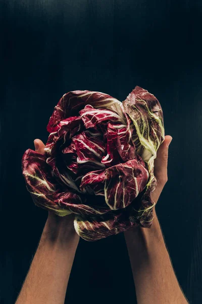 Cropped image of man holding radicchio in hands — Stock Photo