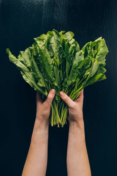 Cropped image of woman holding sorrel in hands — Stock Photo