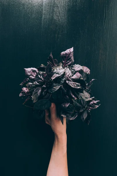 Cropped image of woman holding basil in hand — Stock Photo