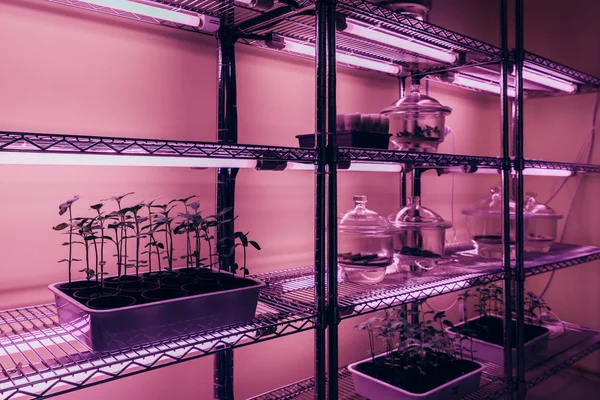 Селективный фокус горшечных растений на полках биотехнологической лаборатории с ультрафиолетовым светом — стоковое фото