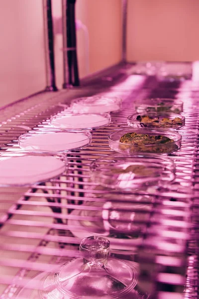 Messa a fuoco selettiva di varie foglie in capsule di Petri in laboratorio agro con luce ultravioletta — Foto stock