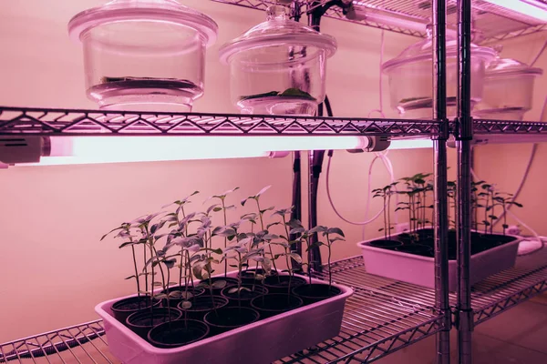 Enfoque selectivo de recipientes de vidrio con plantas en maceta en estantes en agrolaboratorio con luz ultravioleta - foto de stock