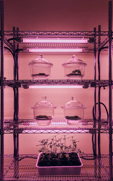 Enfoque selectivo de recipientes de vidrio con brotes en estantes en agrolaboratorio con luz ultravioleta - foto de stock
