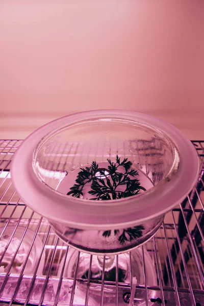 Vue rapprochée de la branche verte dans un récipient en verre dans un laboratoire agro avec lumière ultraviolette — Photo de stock