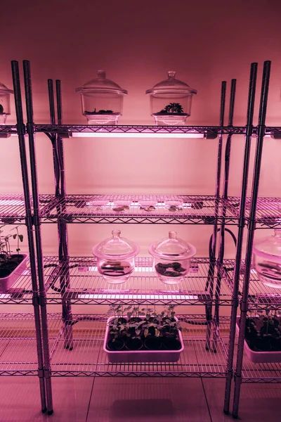 Enfoque selectivo de recipientes de vidrio con plantas en estantes en agrolaboratorio con luz ultravioleta - foto de stock