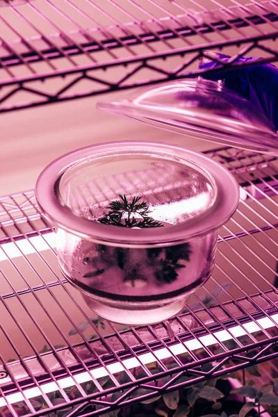 Cropped image of scientist checking green branch in glass container in agro laboratory with ultra violet light — Stock Photo