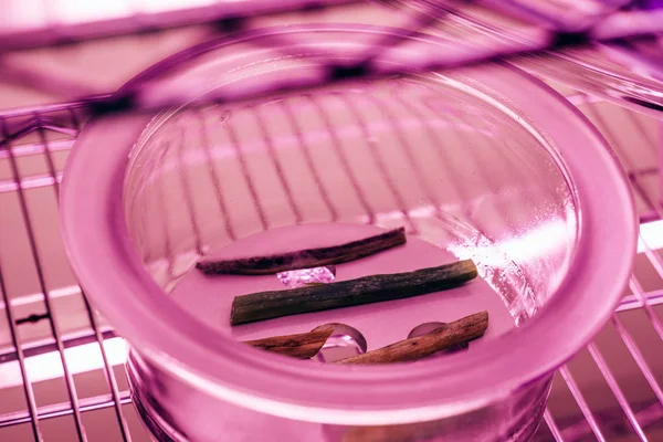 Vue rapprochée de différentes tiges dans un récipient en verre dans un laboratoire agro avec lumière ultraviolette — Photo de stock