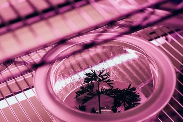 Закрыть вид на зеленую ветку в стеклянном контейнере в агролаборатории с ультрафиолетовым светом — стоковое фото