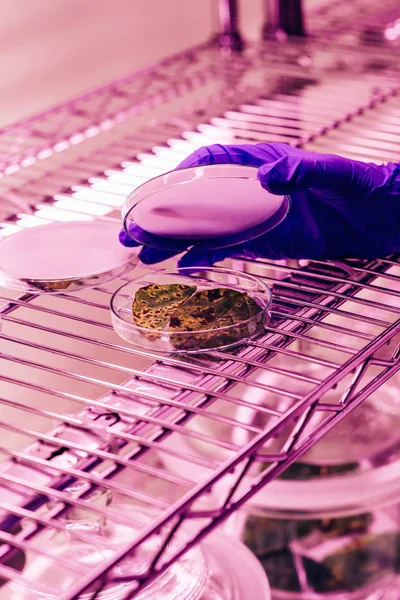 Vista parcial del biólogo cerrando placa petri con hojas en agrolaboratorio con luz ultravioleta - foto de stock