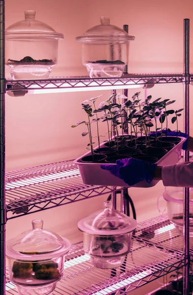 Vista parcial del biólogo poniendo brotes en maceta bajo luz ultravioleta en laboratorio moderno - foto de stock