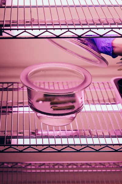 Imagen recortada de biólogo cerrando contenedor de vidrio en agrolaboratorio con luz ultravioleta - foto de stock