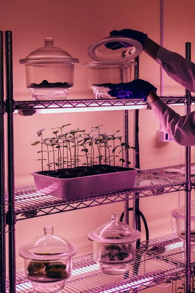 Частичный обзор ученого, проверяющего стеклянный контейнер в агролаборатории с ультрафиолетовым светом — стоковое фото